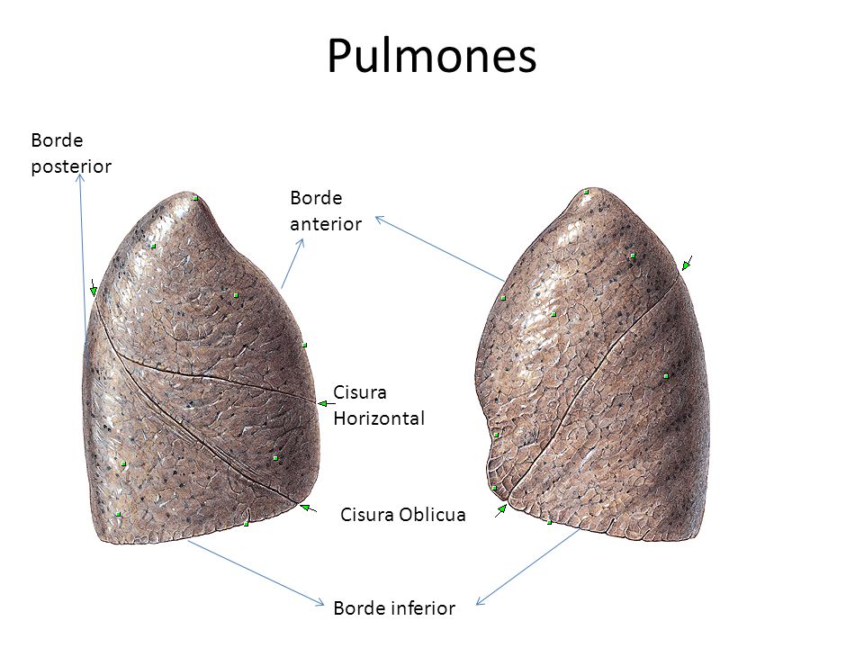 Pulmones Borde posterior Borde anterior Cisura Horizontal