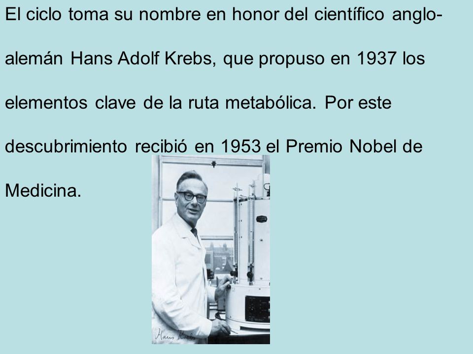 El ciclo toma su nombre en honor del científico anglo-