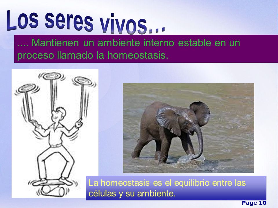 Los seres vivos… .... Mantienen un ambiente interno estable en un proceso llamado la homeostasis.