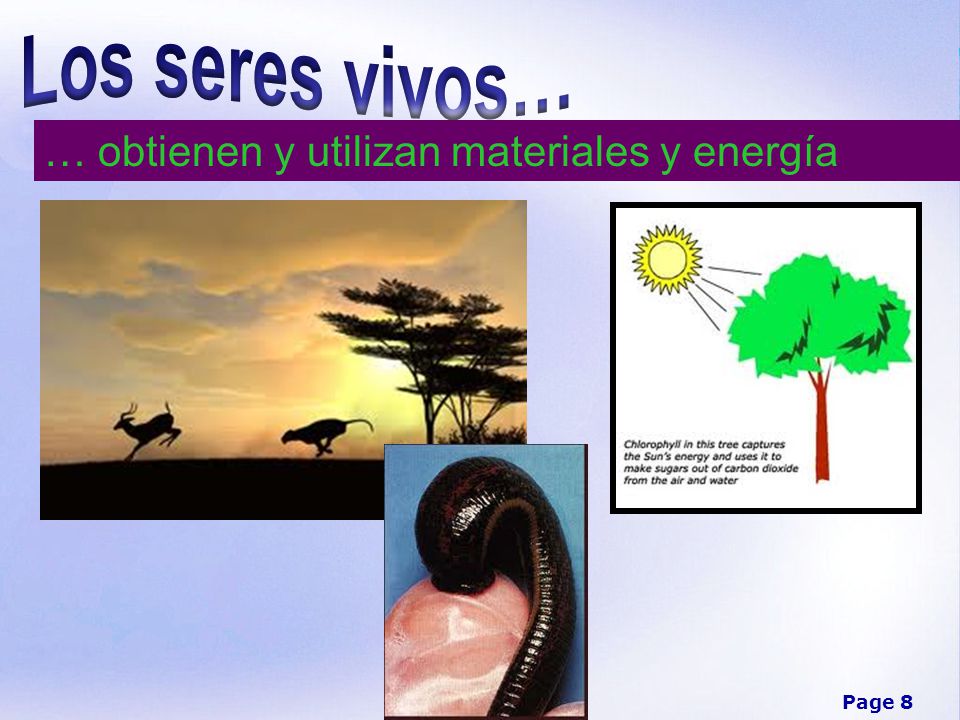 Los seres vivos… … obtienen y utilizan materiales y energía