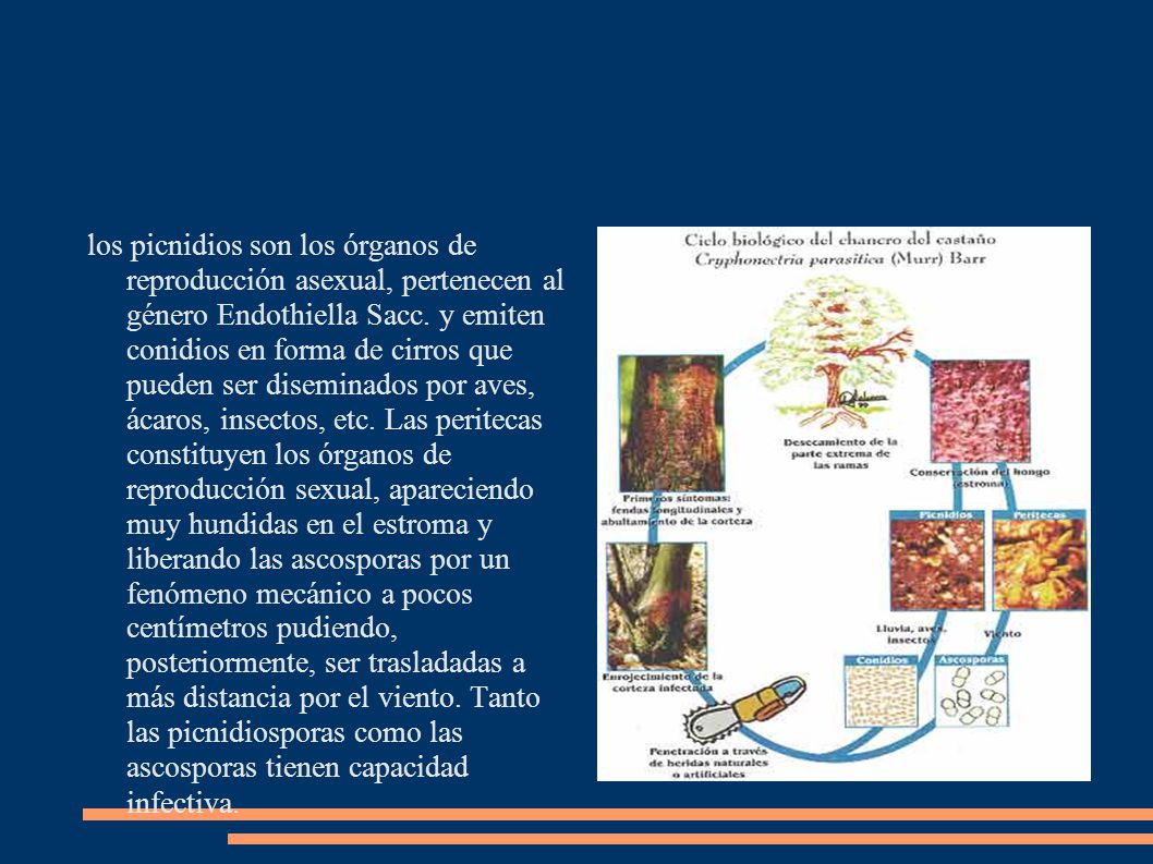 los picnidios son los órganos de reproducción asexual, pertenecen al género Endothiella Sacc.