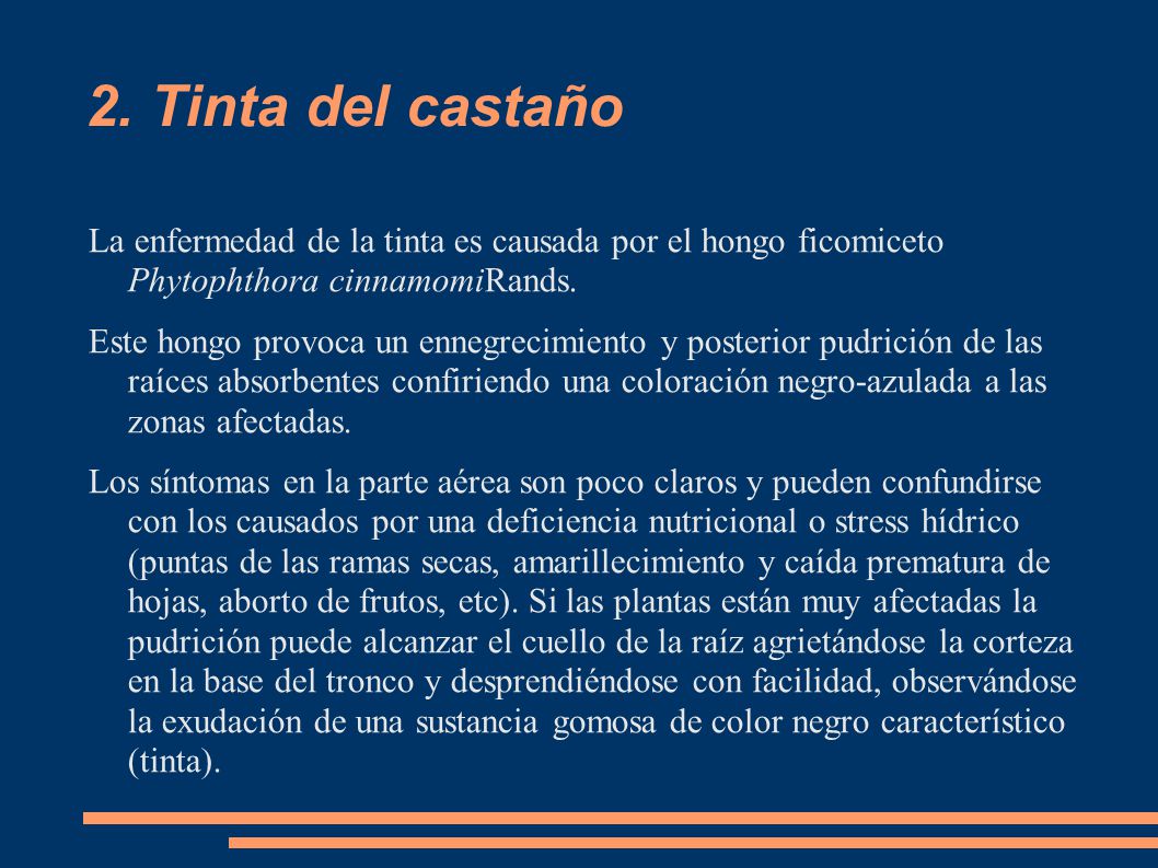 2. Tinta del castaño La enfermedad de la tinta es causada por el hongo ficomiceto Phytophthora cinnamomiRands.