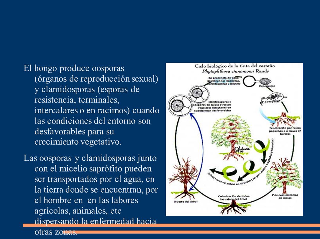 El hongo produce oosporas (órganos de reproducción sexual) y clamidosporas (esporas de resistencia, terminales, intercalares o en racimos) cuando las condiciones del entorno son desfavorables para su crecimiento vegetativo.