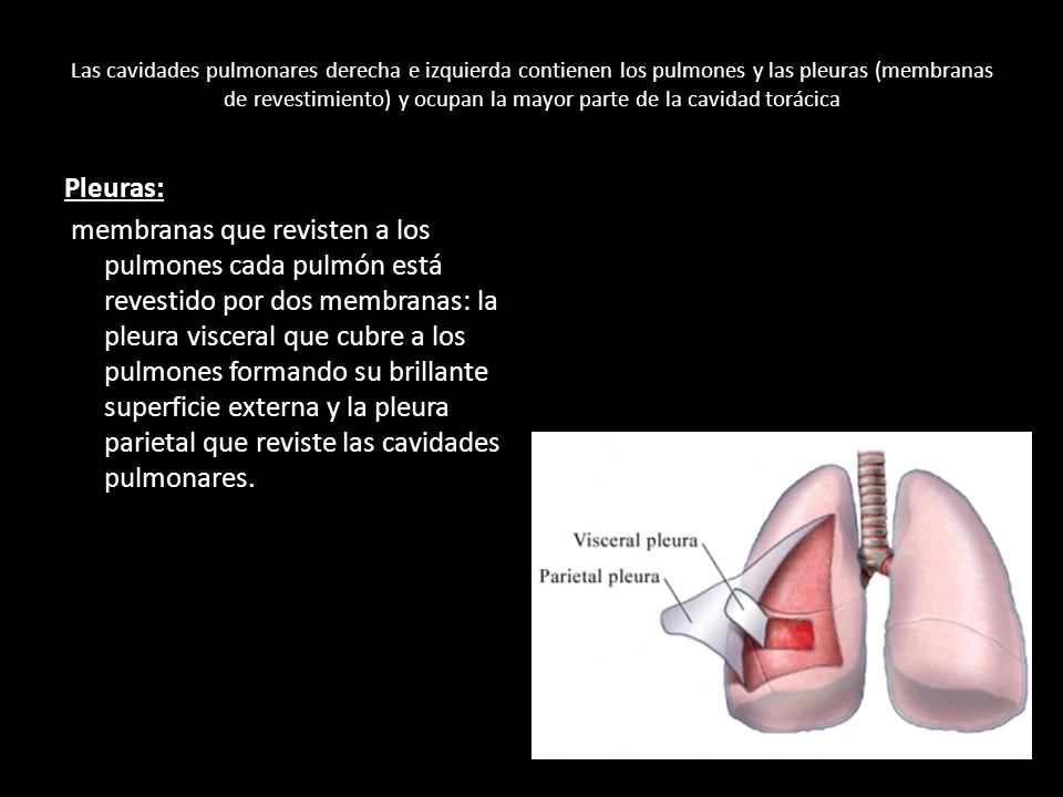 Las cavidades pulmonares derecha e izquierda contienen los pulmones y las pleuras (membranas de revestimiento) y ocupan la mayor parte de la cavidad torácica