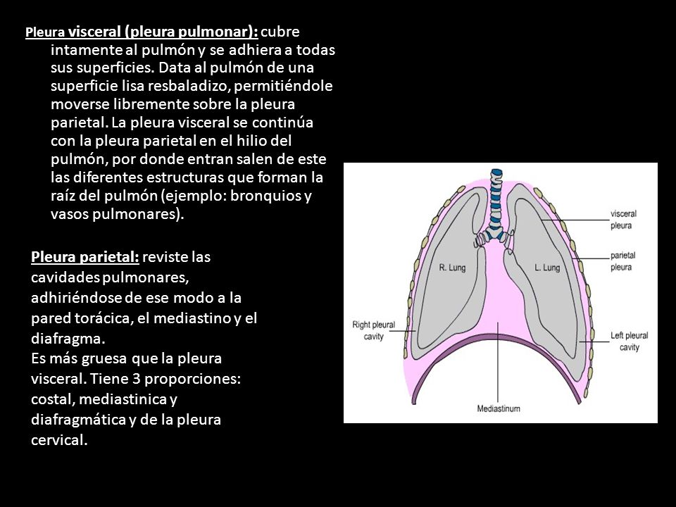 Pleura visceral (pleura pulmonar): cubre intamente al pulmón y se adhiera a todas sus superficies. Data al pulmón de una superficie lisa resbaladizo, permitiéndole moverse libremente sobre la pleura parietal. La pleura visceral se continúa con la pleura parietal en el hilio del pulmón, por donde entran salen de este las diferentes estructuras que forman la raíz del pulmón (ejemplo: bronquios y vasos pulmonares).