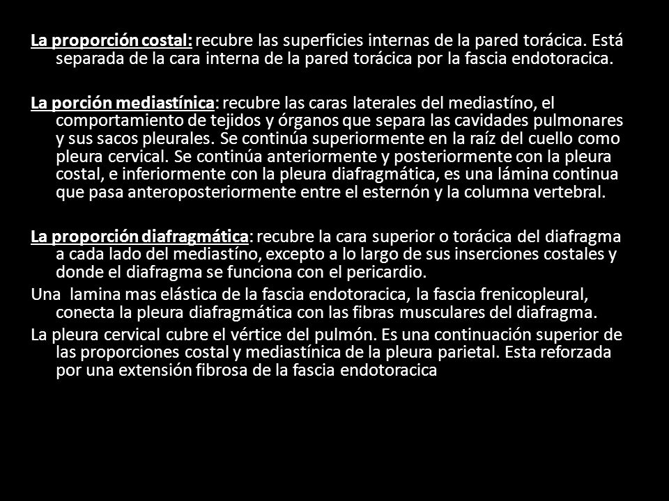 La proporción costal: recubre las superficies internas de la pared torácica.
