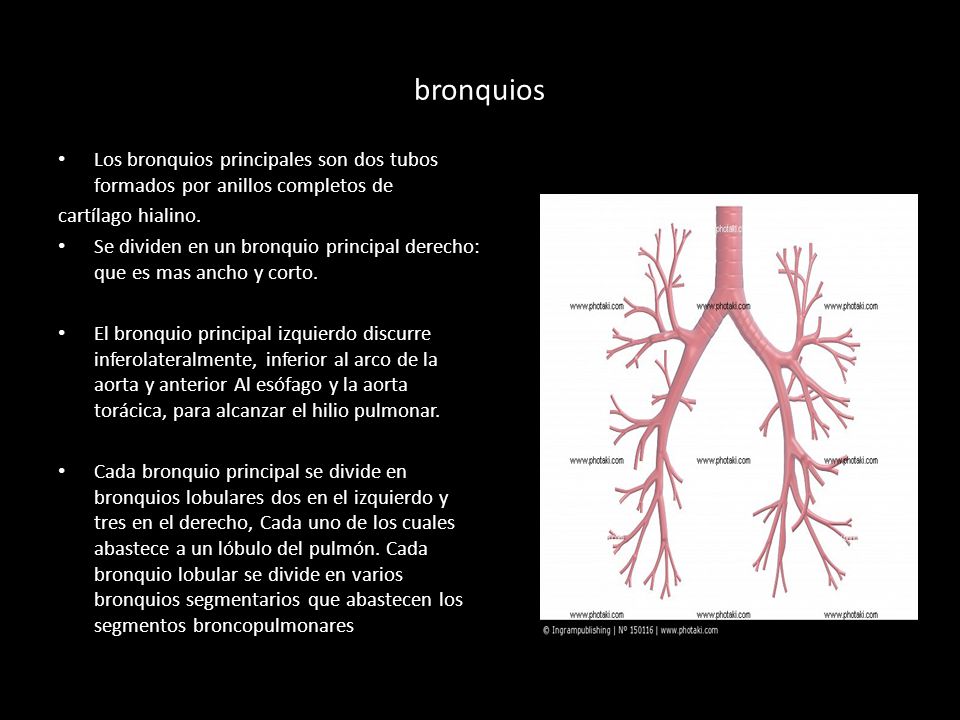bronquios Los bronquios principales son dos tubos formados por anillos completos de. cartílago hialino.