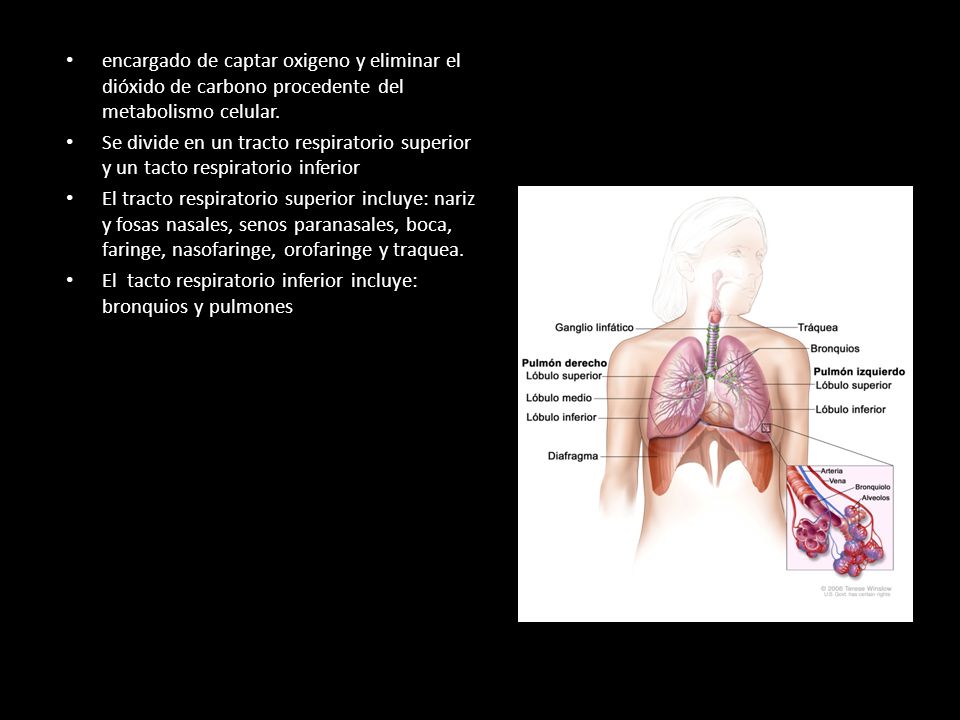 encargado de captar oxigeno y eliminar el dióxido de carbono procedente del metabolismo celular.