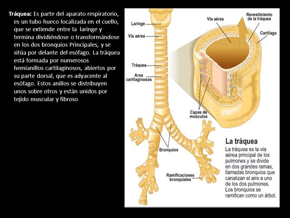 Tráquea: Es parte del aparato respiratorio, es un tubo hueco localizada en el cuello, que se extiende entre la laringe y termina dividiéndose o transformándose en los dos bronquios Principales, y se sitúa por delante del esófago.