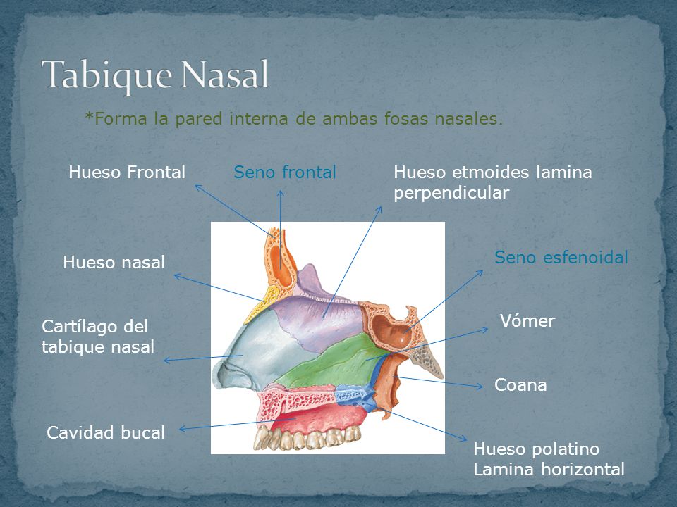 Tabique Nasal *Forma la pared interna de ambas fosas nasales.