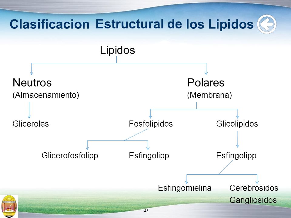 Clasificacion Estructural de los Lipidos Lipidos Neutros Polares