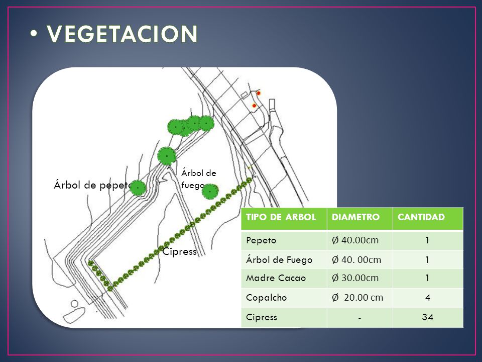 VEGETACION Árbol de pepeto Cipress TIPO DE ARBOL DIAMETRO CANTIDAD