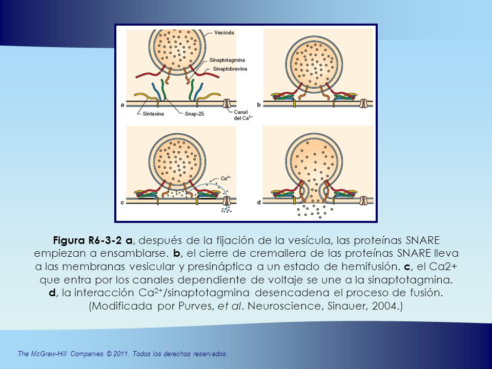 Figura R6-3-2 a, después de la fijación de la vesícula, las proteínas SNARE empiezan a ensamblarse.