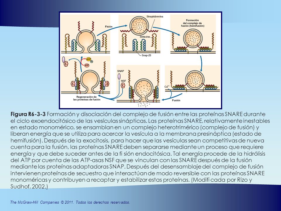Figura R6-3-3 Formación y disociación del complejo de fusión entre las proteínas SNARE durante el ciclo exoendocitósico de las vesículas sinápticas.