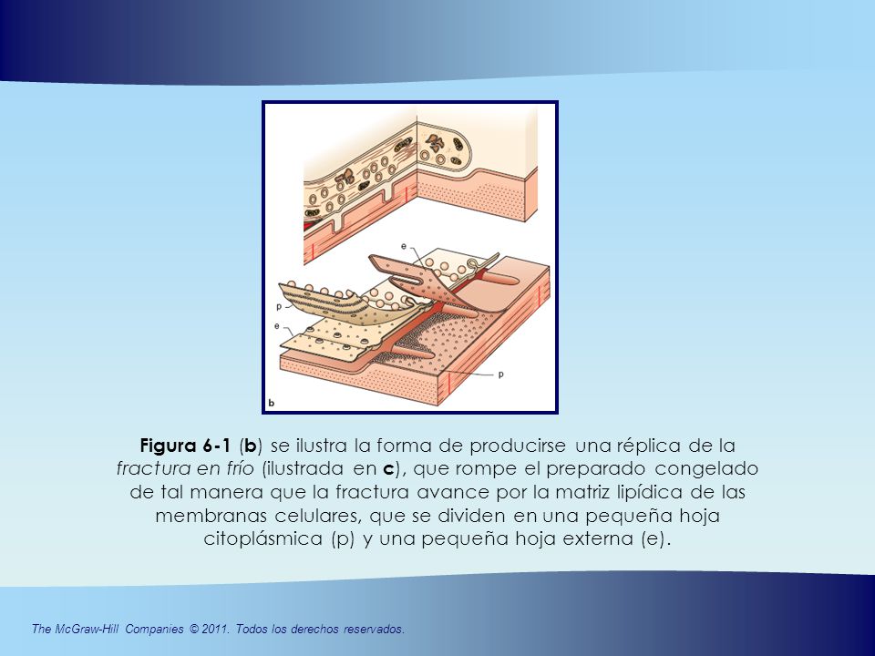 Figura 6-1 (b) se ilustra la forma de producirse una réplica de la fractura en frío (ilustrada en c), que rompe el preparado congelado de tal manera que la fractura avance por la matriz lipídica de las membranas celulares, que se dividen en una pequeña hoja citoplásmica (p) y una pequeña hoja externa (e).