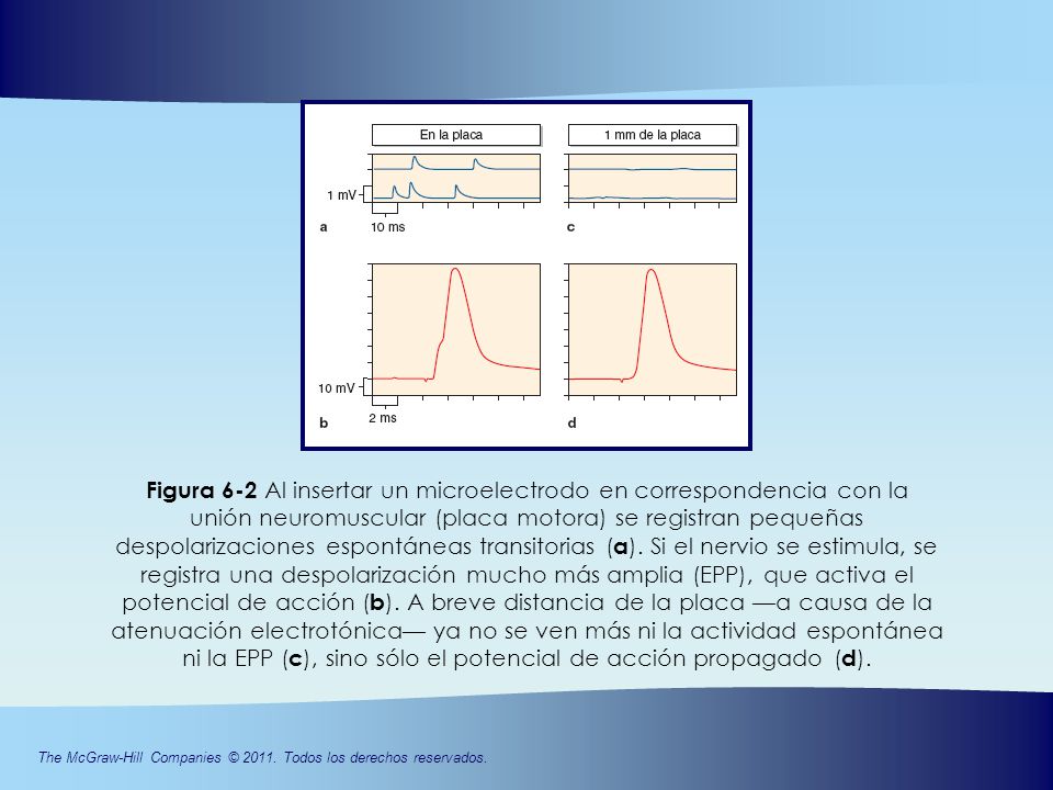 Figura 6-2 Al insertar un microelectrodo en correspondencia con la