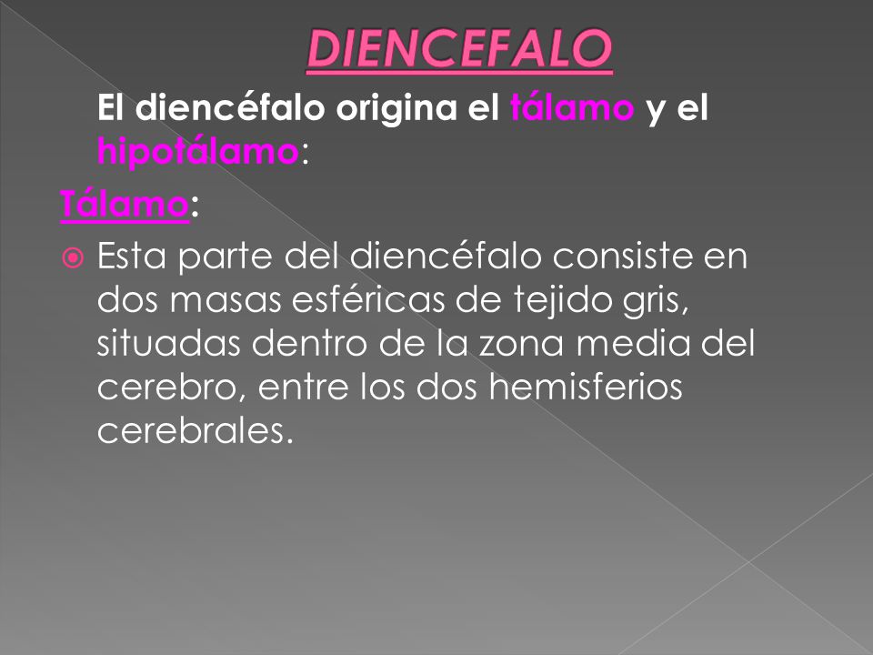 DIENCEFALO El diencéfalo origina el tálamo y el hipotálamo: Tálamo: