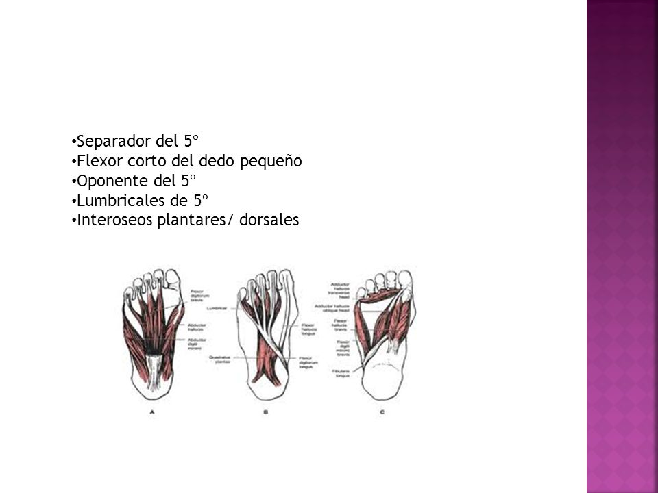 Flexor corto del dedo pequeño Oponente del 5º Lumbricales de 5º