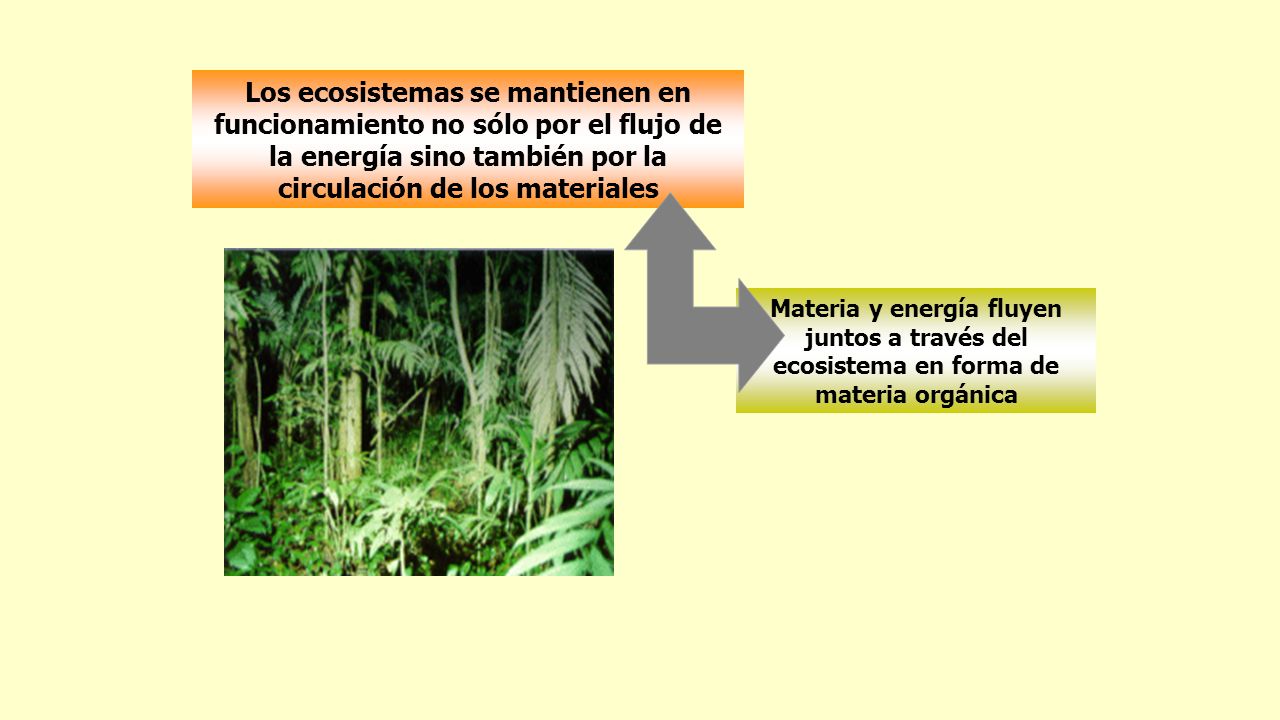 Los ecosistemas se mantienen en funcionamiento no sólo por el flujo de la energía sino también por la circulación de los materiales