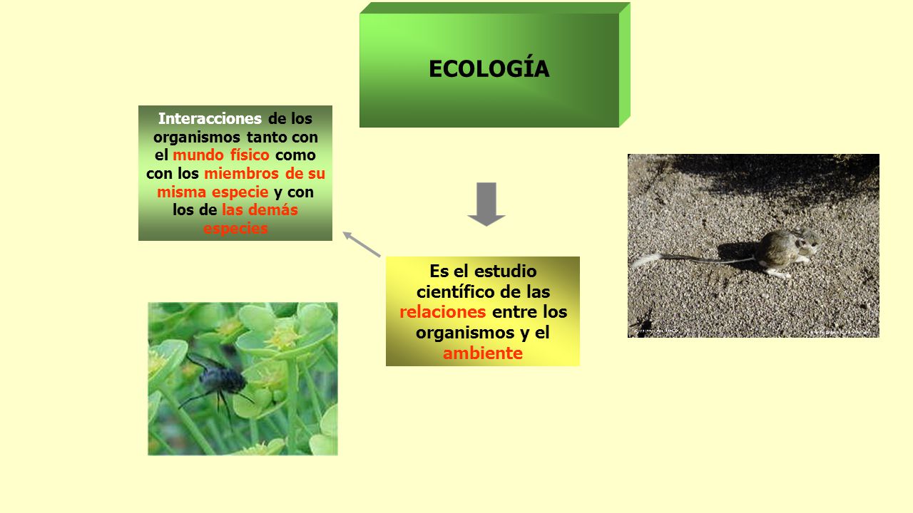 ECOLOGÍA Interacciones de los organismos tanto con el mundo físico como con los miembros de su misma especie y con los de las demás especies.