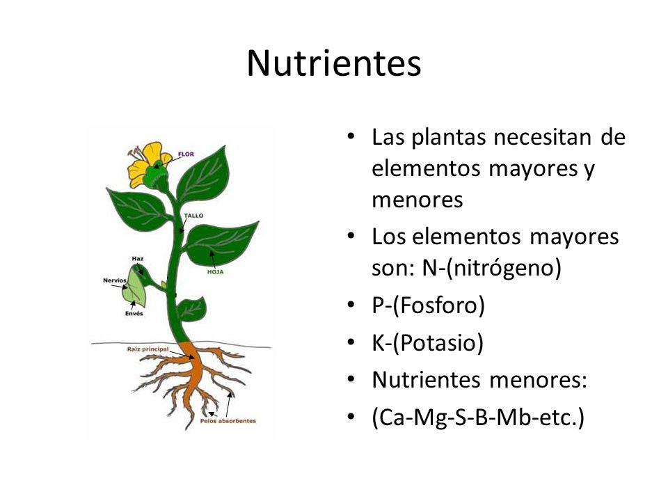 Nutrientes Las plantas necesitan de elementos mayores y menores