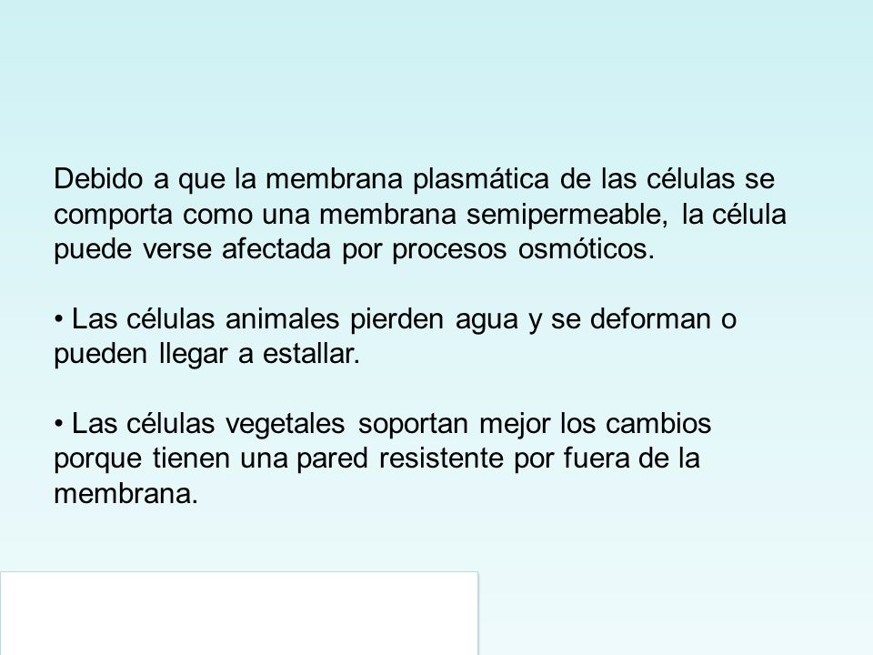 Debido a que la membrana plasmática de las células se comporta como una membrana semipermeable, la célula puede verse afectada por procesos osmóticos.