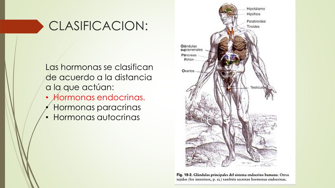 CLASIFICACION: Las hormonas se clasifican de acuerdo a la distancia a la que actúan: Hormonas endocrinas.
