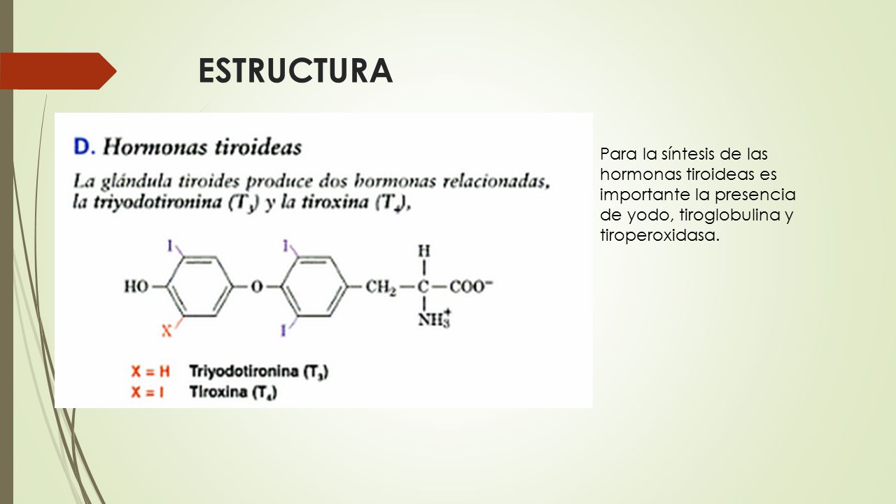 ESTRUCTURA Para la síntesis de las hormonas tiroideas es importante la presencia de yodo, tiroglobulina y tiroperoxidasa.