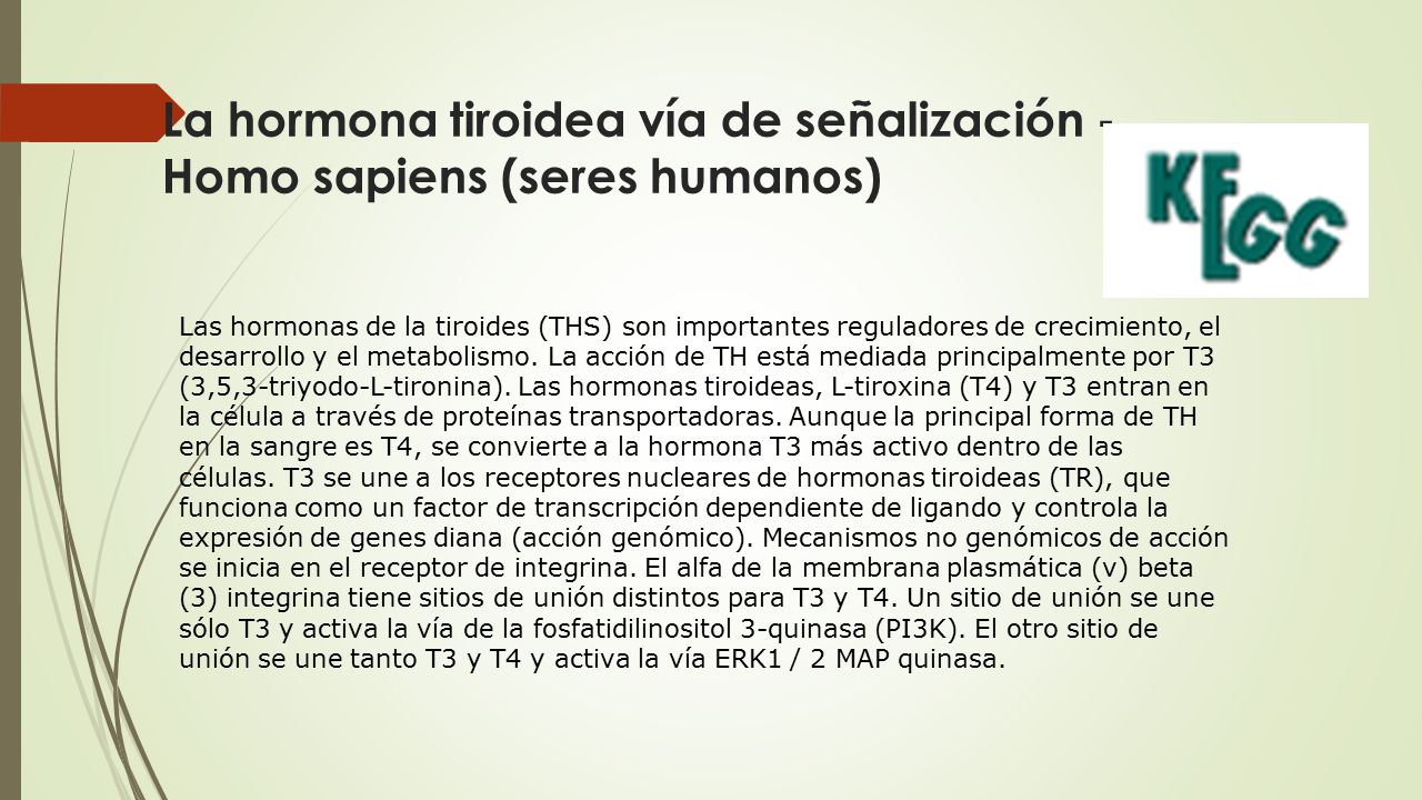 La hormona tiroidea vía de señalización - Homo sapiens (seres humanos)