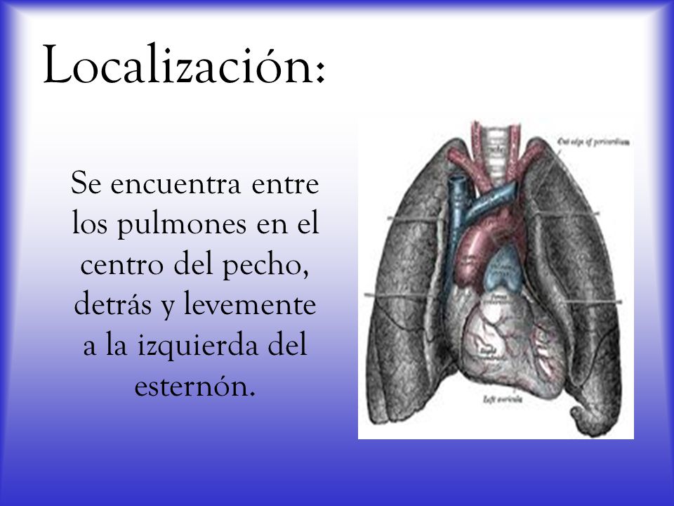 Localización: Se encuentra entre los pulmones en el centro del pecho, detrás y levemente a la izquierda del esternón.