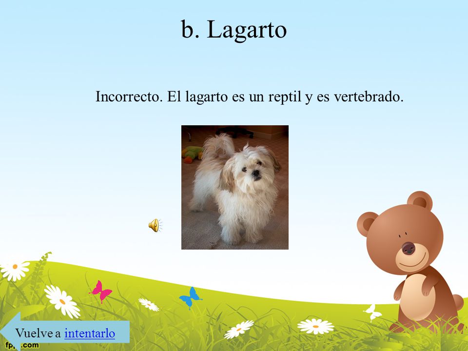 Incorrecto. El lagarto es un reptil y es vertebrado.
