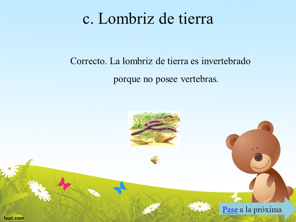 c. Lombriz de tierra Correcto. La lombriz de tierra es invertebrado porque no posee vertebras.
