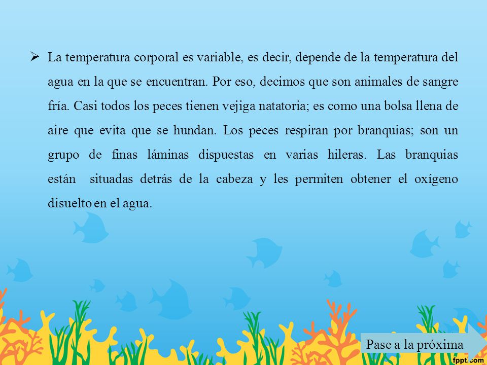 La temperatura corporal es variable, es decir, depende de la temperatura del agua en la que se encuentran. Por eso, decimos que son animales de sangre fría. Casi todos los peces tienen vejiga natatoria; es como una bolsa llena de aire que evita que se hundan. Los peces respiran por branquias; son un grupo de finas láminas dispuestas en varias hileras. Las branquias están situadas detrás de la cabeza y les permiten obtener el oxígeno disuelto en el agua.