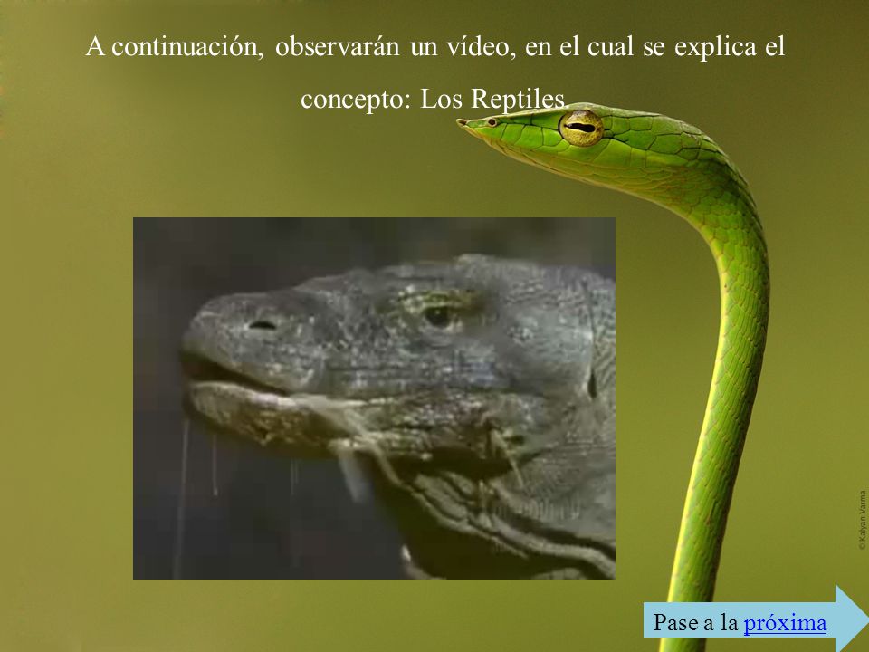 A continuación, observarán un vídeo, en el cual se explica el concepto: Los Reptiles.