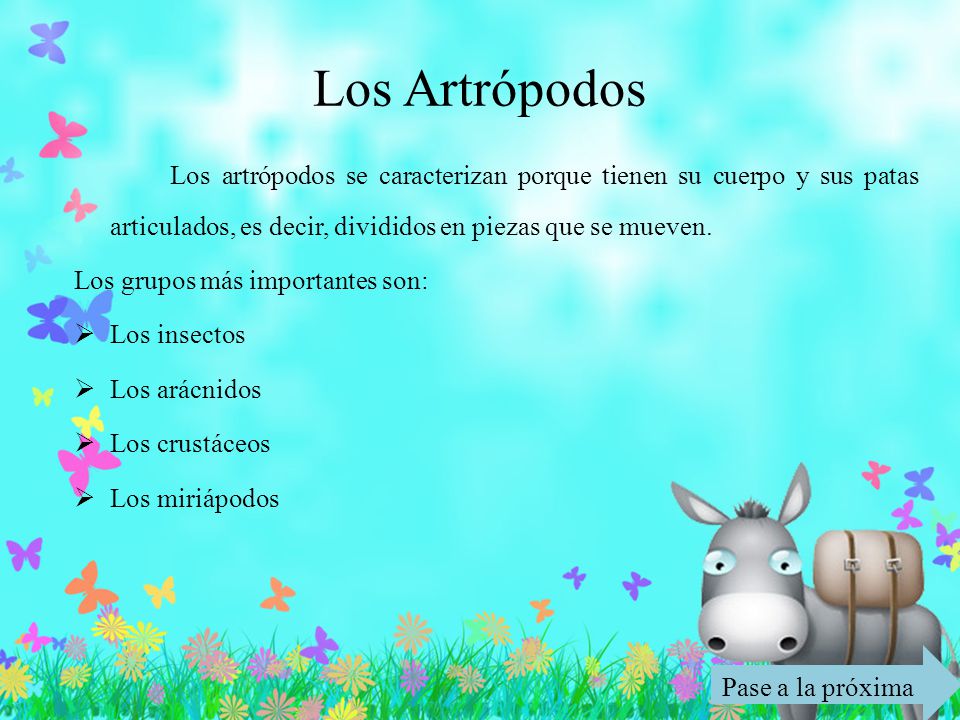 Los Artrópodos Los artrópodos se caracterizan porque tienen su cuerpo y sus patas articulados, es decir, divididos en piezas que se mueven.