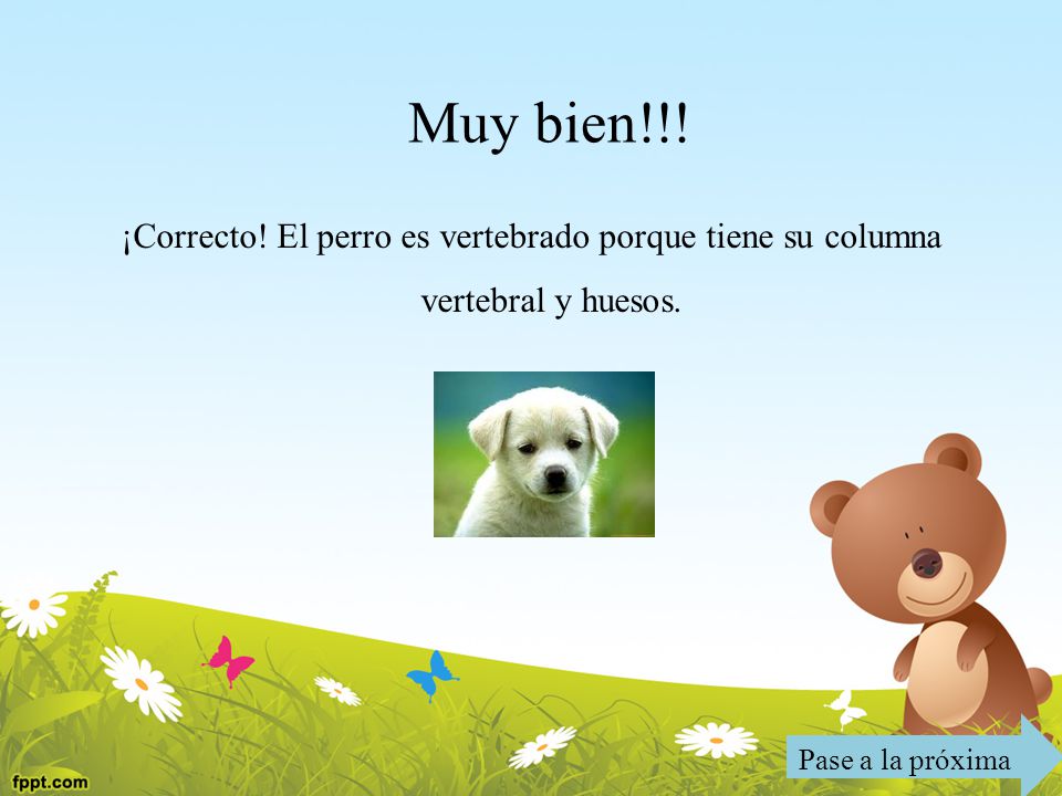 Muy bien!!. ¡Correcto. El perro es vertebrado porque tiene su columna vertebral y huesos.