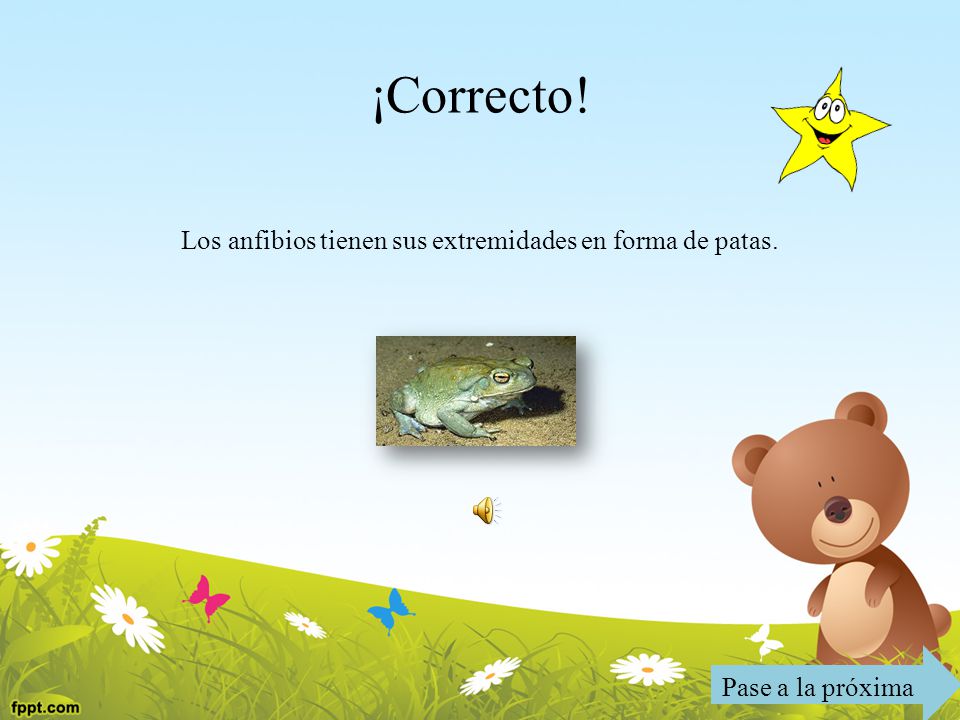 Los anfibios tienen sus extremidades en forma de patas.