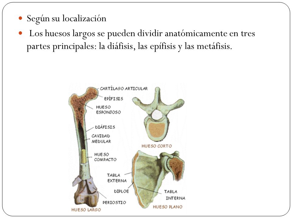 Según su localización Los huesos largos se pueden dividir anatómicamente en tres partes principales: la diáfisis, las epífisis y las metáfisis.