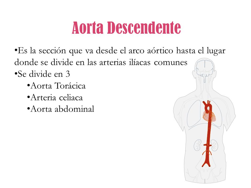 Aorta Descendente Es la sección que va desde el arco aórtico hasta el lugar donde se divide en las arterias ilíacas comunes.