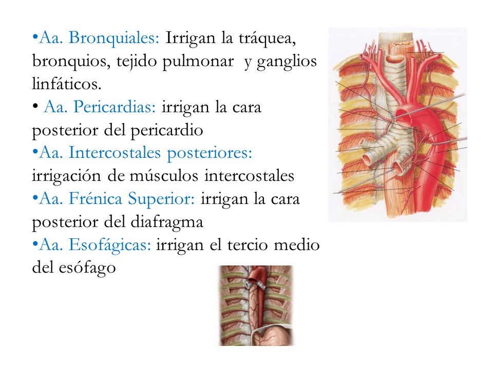 Aa. Bronquiales: Irrigan la tráquea, bronquios, tejido pulmonar y ganglios linfáticos.