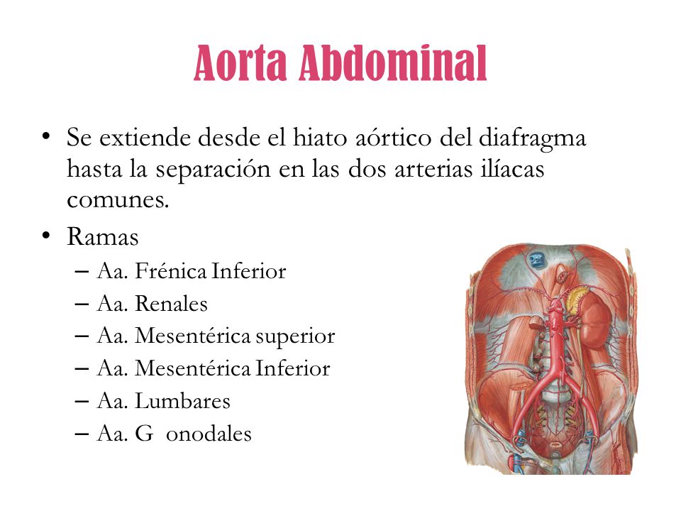 Aorta Abdominal Se extiende desde el hiato aórtico del diafragma hasta la separación en las dos arterias ilíacas comunes.