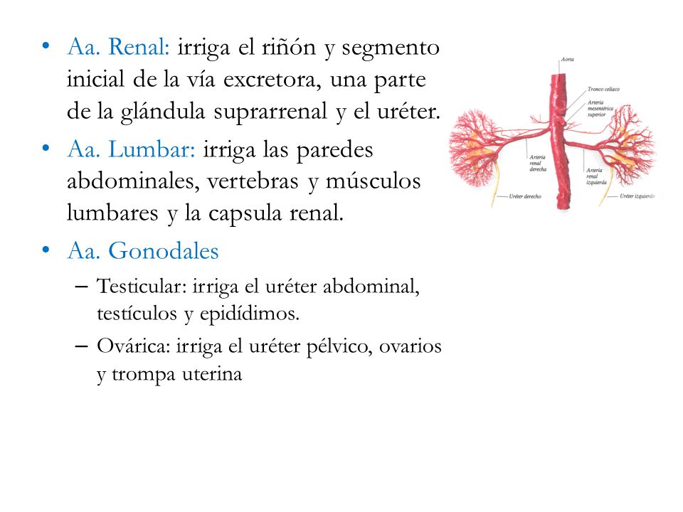 Aa. Renal: irriga el riñón y segmento inicial de la vía excretora, una parte de la glándula suprarrenal y el uréter.