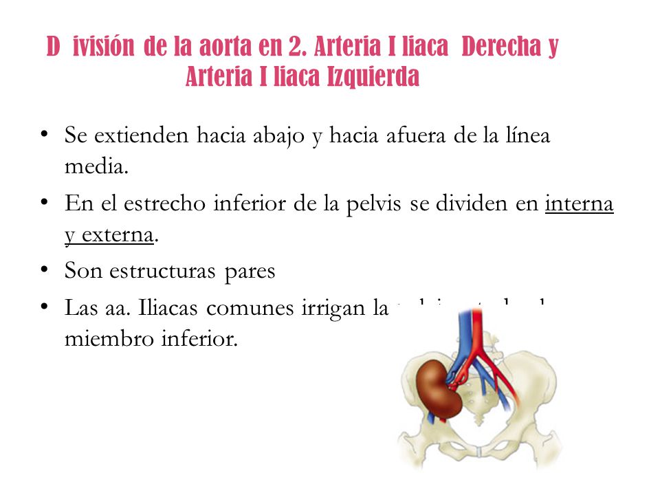 D ivisión de la aorta en 2. Arteria I liaca Derecha y Arteria I liaca Izquierda