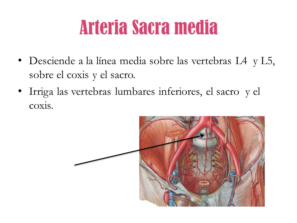 Arteria Sacra media Desciende a la línea media sobre las vertebras L4 y L5, sobre el coxis y el sacro.
