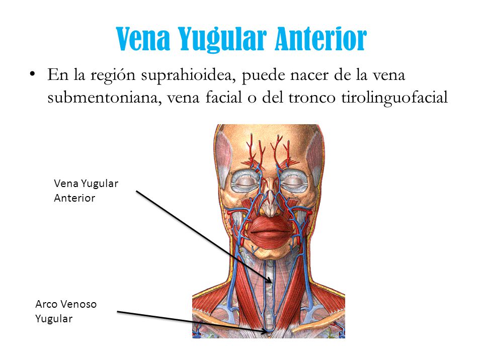 Vena Yugular Anterior En la región suprahioidea, puede nacer de la vena submentoniana, vena facial o del tronco tirolinguofacial.