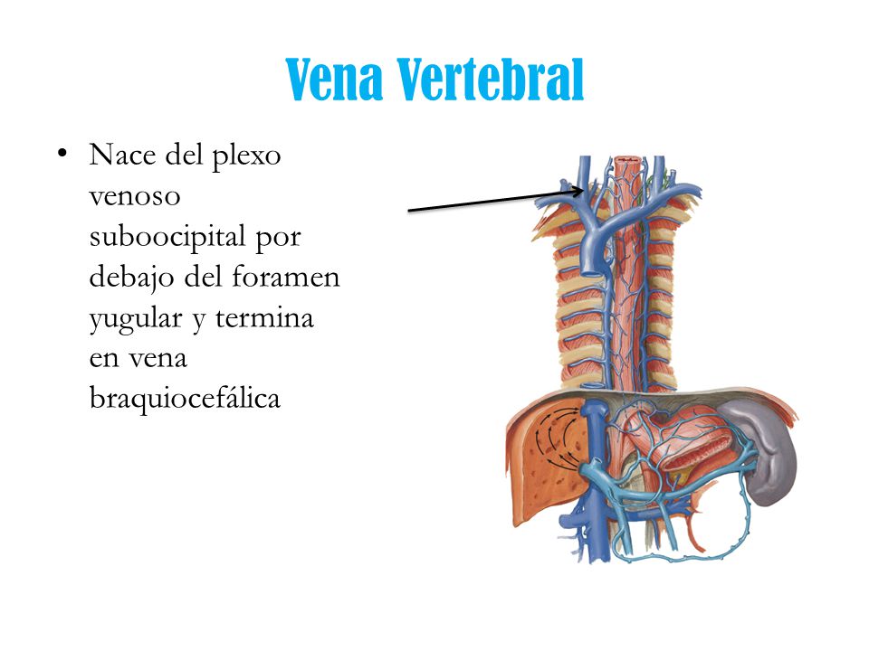 Vena Vertebral Nace del plexo venoso suboocipital por debajo del foramen yugular y termina en vena braquiocefálica.