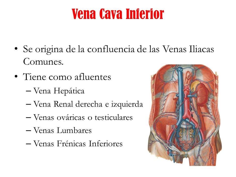 Vena Cava Inferior Se origina de la confluencia de las Venas Iliacas Comunes. Tiene como afluentes.