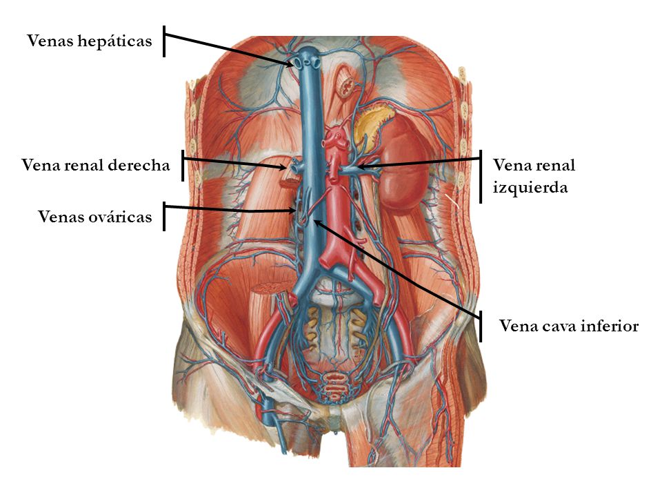 Venas hepáticas Vena renal derecha Vena renal izquierda Venas ováricas Vena cava inferior