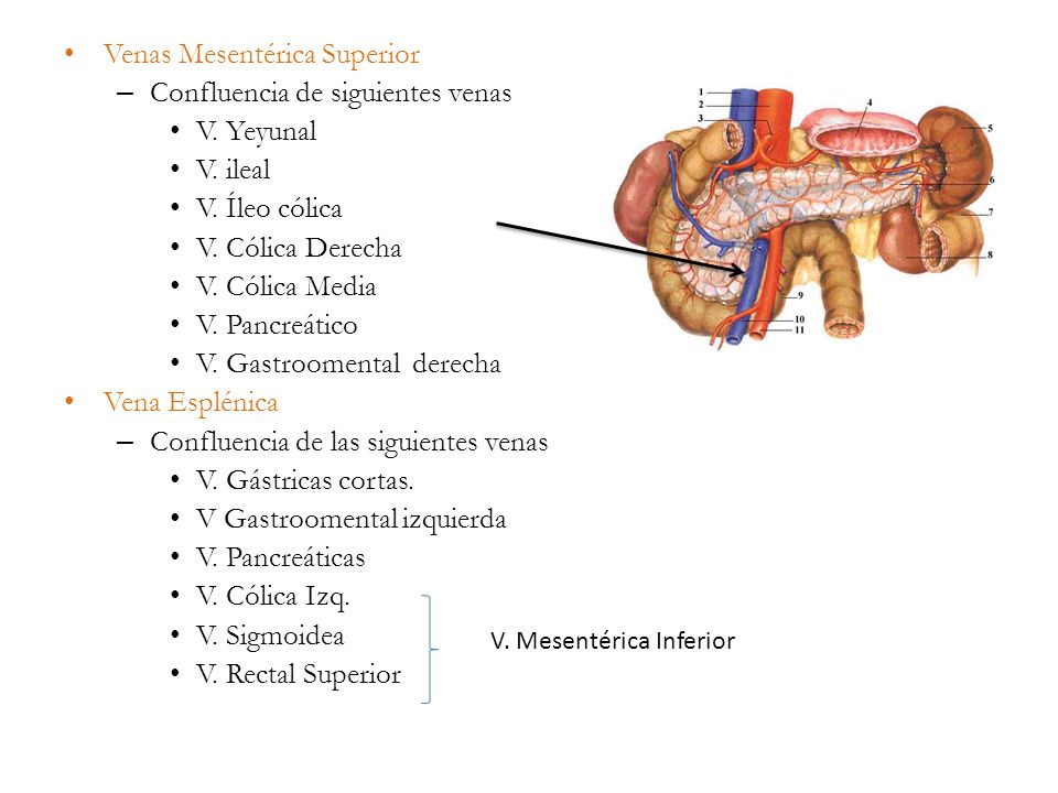 Venas Mesentérica Superior Confluencia de siguientes venas V. Yeyunal