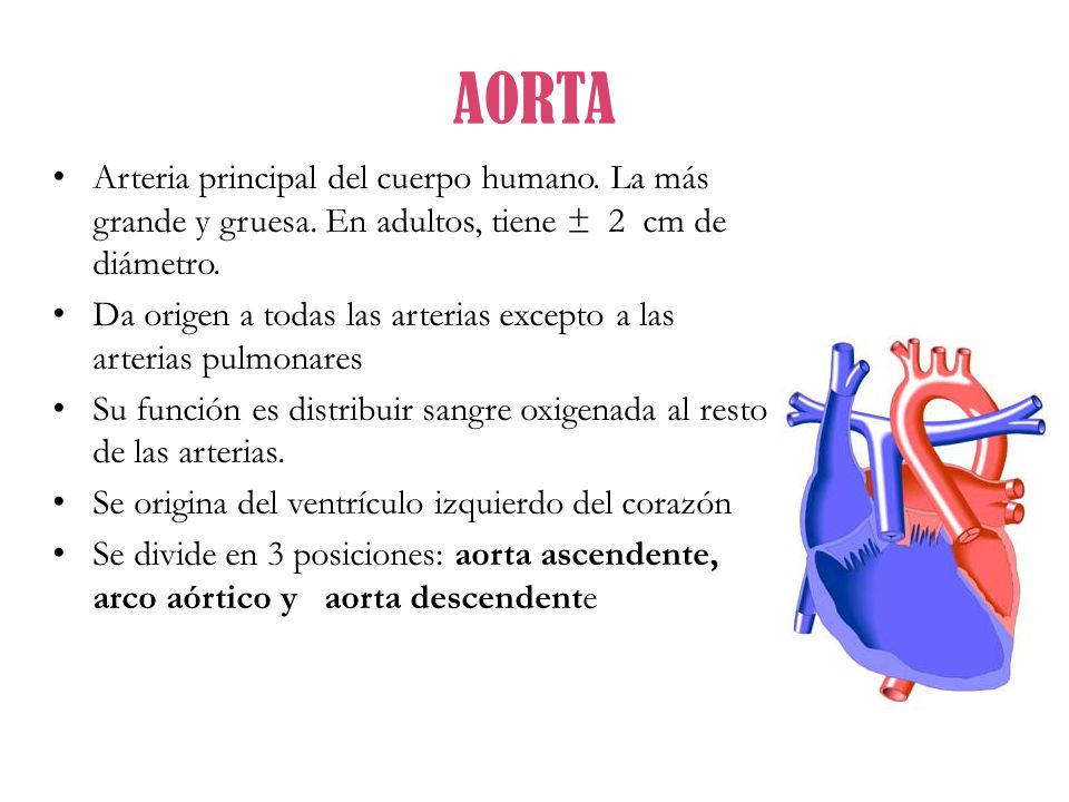 AORTA Arteria principal del cuerpo humano. La más grande y gruesa. En adultos, tiene ± 2 cm de diámetro.